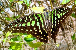 Buy Butterflies & Moths, Bugs & Insects, Animals, Birds, & Fish,  Photography at ArtPal