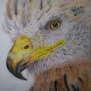 Turning eagle