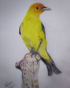 Color pencil art - Hems - Drawings & Illustration, Animals, Birds