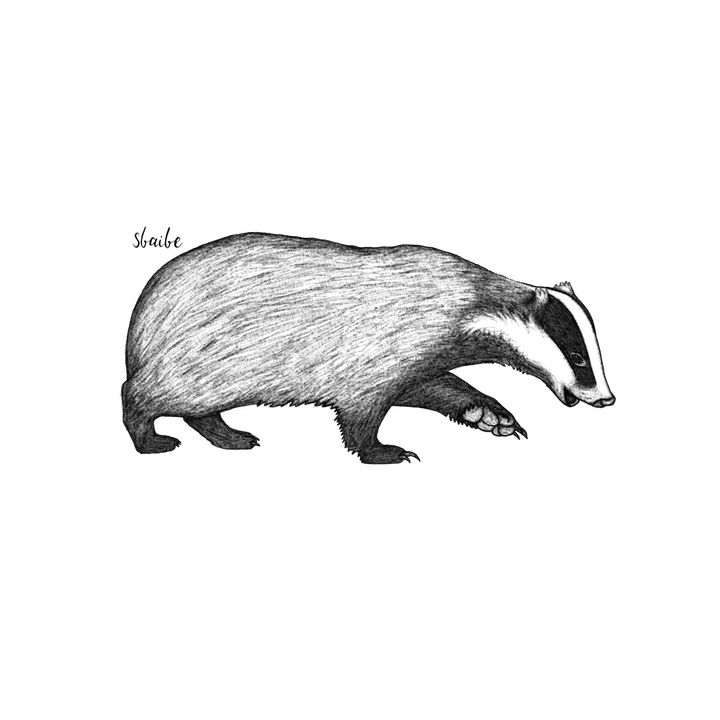 Learn How to Draw an American Badger Other Animals Step by Step  Drawing  Tutorials
