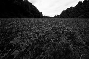 Field of clovers