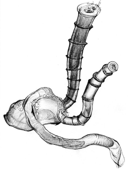 aquatic worm drawing