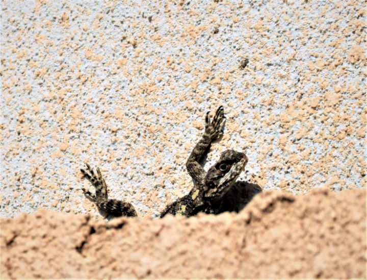 Lizard Interrogates A LIZARD SCRUTINIZES AN INTRUDER - Ifrost - Photography, Animals, Birds ...