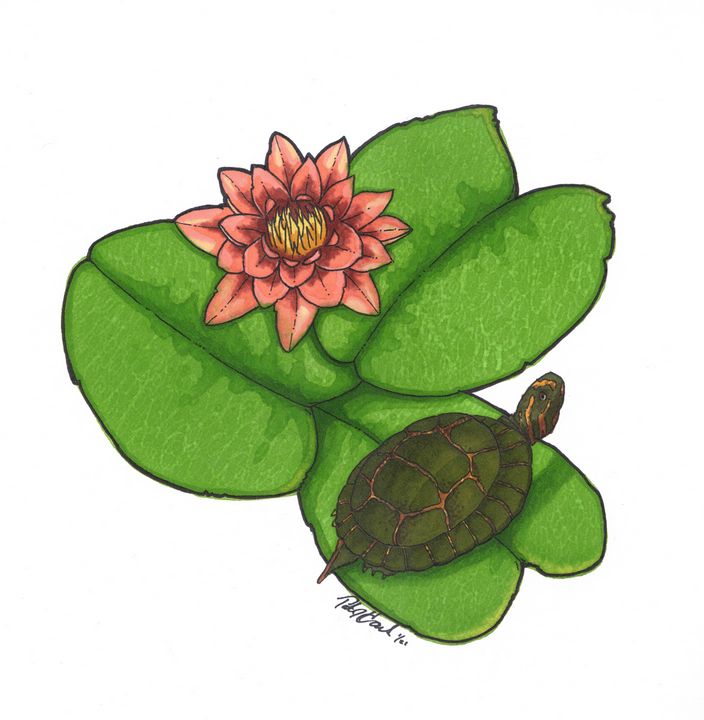Turtle on lily pad - PatHawkins_art