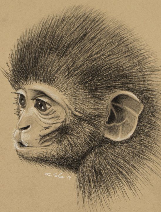How to draw a monkey | Monkey drawing, Monkey drawing easy, Monkey coloring  pages