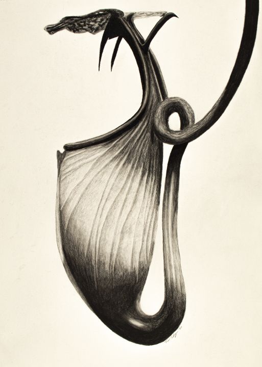 Watercolor nepenthes carnivorous plants... - Stock Illustration [106610689]  - PIXTA