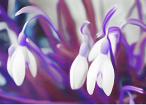 "Violet Lament"