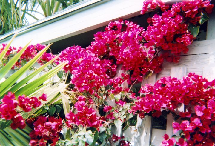 Bougainvillea color photography - Shining Light Gallery