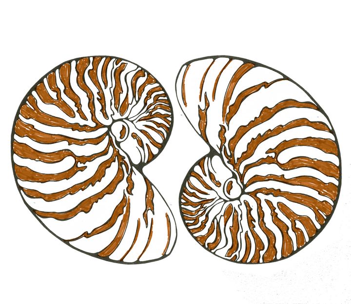 Nautilus shells illustration - Shining Light Gallery