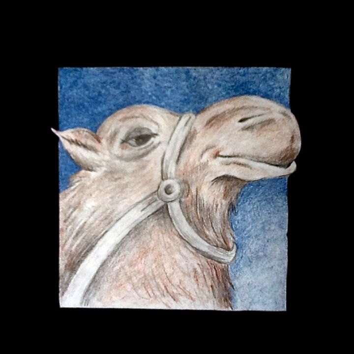Camel Color Pencil illustration - Shining Light Gallery