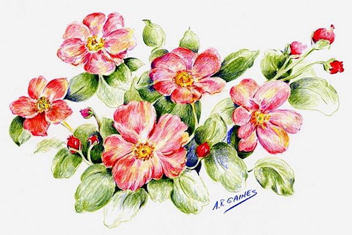 Featured image of post Color Pencil Drawing Images Flowers : See more ideas about pencil drawing images, drawing images, art.