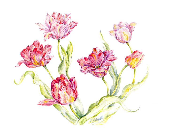 Flowers Drawing With Color Pencil | Best Flower Site