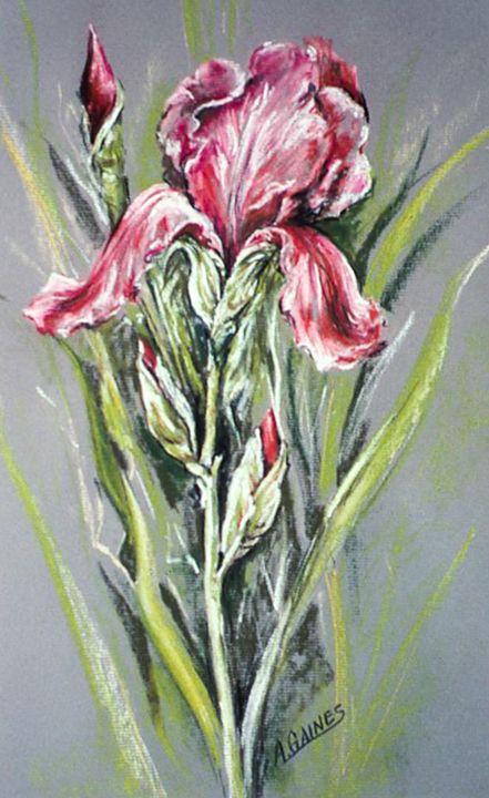 Best of Pink Iris, Pastel - Shining Light Gallery