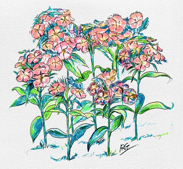 Sweet Williams Flowers Color Pencil - Shining Light Gallery