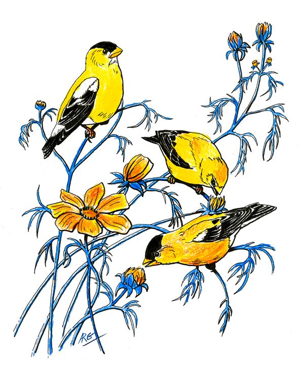 American Goldfinch color pencil - Shining Light Gallery