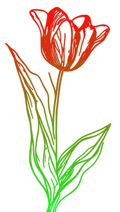 How to Draw a Tulip – Really Easy Drawing Tutorial