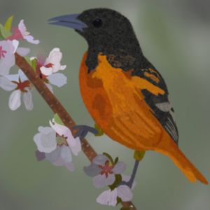 Baltimore Orioles Bird - Life Colors And Me