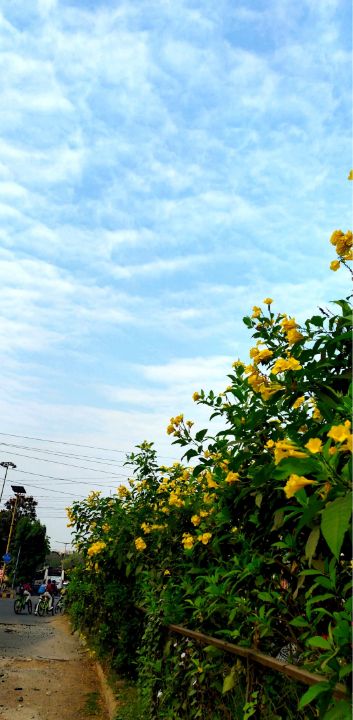 Pleasant day with clouds - Flora