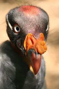head of bird king vulture