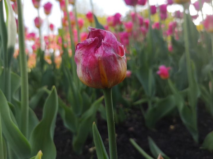 Tulip - Celine Frem