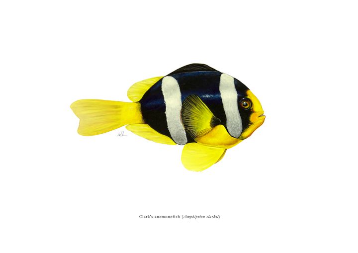 Clark S Anemonefish Mike Backman Paintings Prints Animals Birds Fish Aquatic Life Fish Tropical Fish Artpal