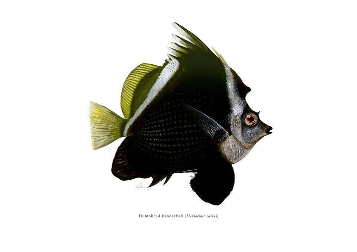 Humphead Bannerfish Mike Backman Paintings Prints Animals