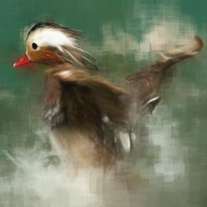 Duck in a Pond