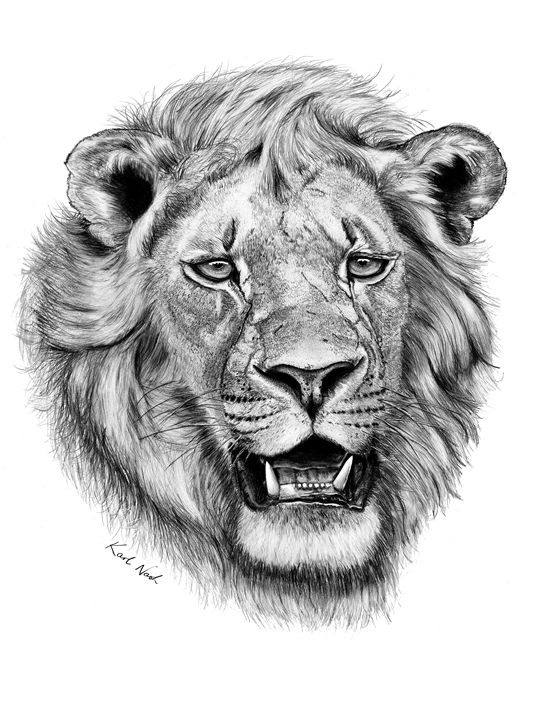 Beautiful Lion Sketch · Creative Fabrica