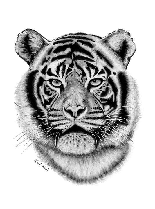 Bengal Tiger - Incredible Drawings - Drawings & Illustration, Animals ...