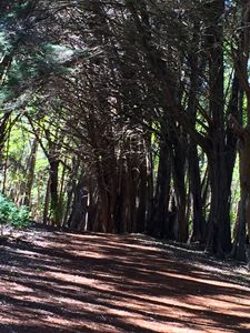 Olinda Forest