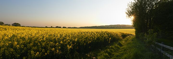 Mustard Field - Gem Photography