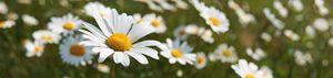 Daisies - Gem Photography