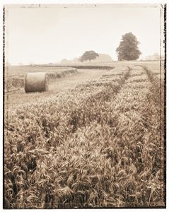 Harvest time - Gem Photography