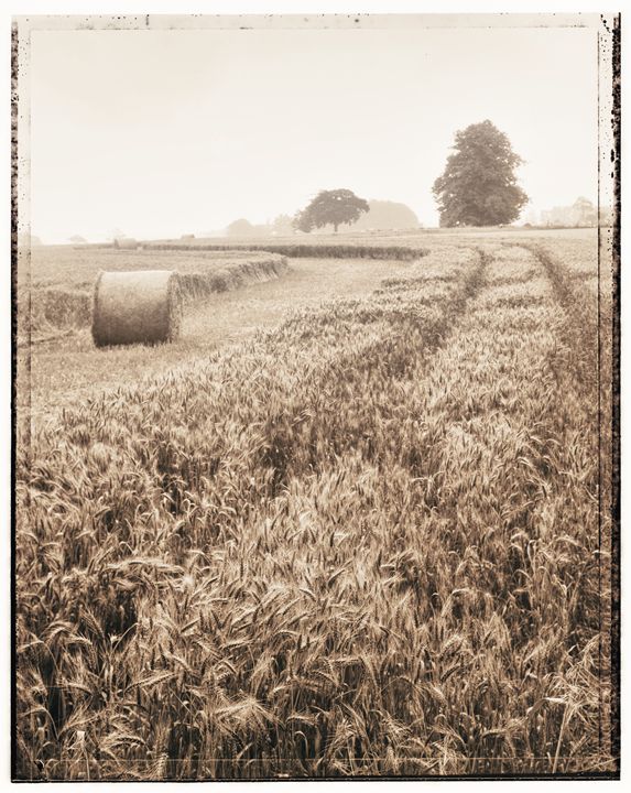 Harvest time - Gem Photography