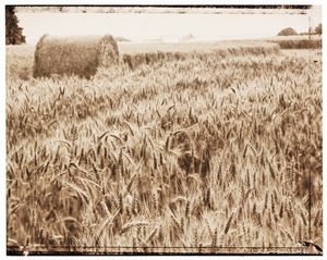 Harvest time - Gem Photography
