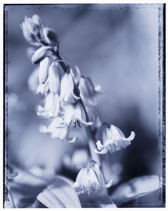 bluebells - Gem Photography