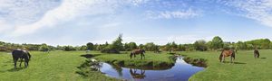 New Forest Horses - Gem Photography