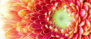 Golden Chrysanthemum - Gem Photography
