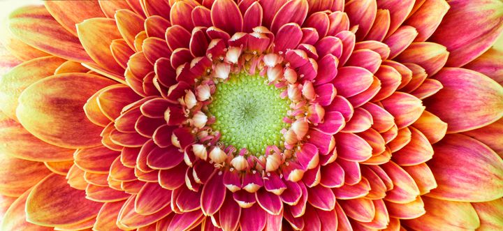 Golden Chrysanthemum - Gem Photography