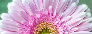 Pink Chrysanthemum - Gem Photography