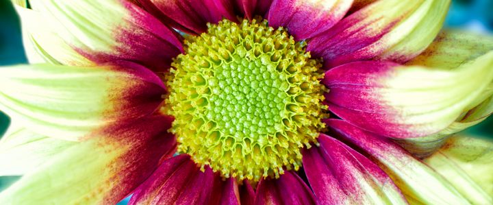 Chrysanthemum Daisy - Gem Photography