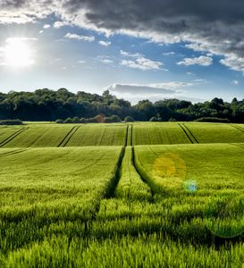 Wheat Field - Gem Photography