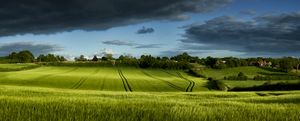 Wheat Field - Gem Photography
