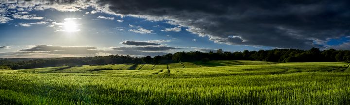 Wheat Field - Gem Photography