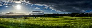 Wheat Field - Gem Photography