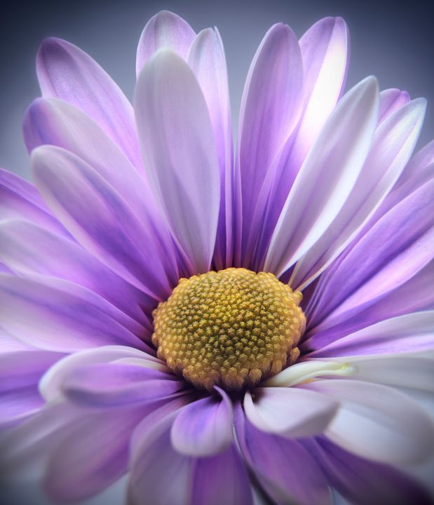 Purple Daisy Gerbera - Gem Photography