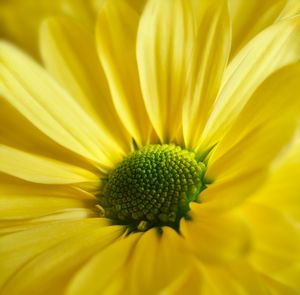 Yellow Daisy Gerbera - Gem Photography