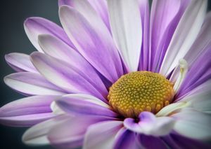 Purple Gerbera - Gem Photography