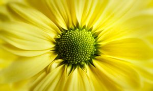 Yellow Daisy Gerbera - Gem Photography