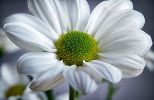 White Daisy - Gem Photography